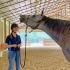 Positive Horsemanship with Pricilla Tooley